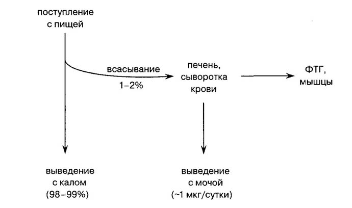 Физиологическая роль хрома