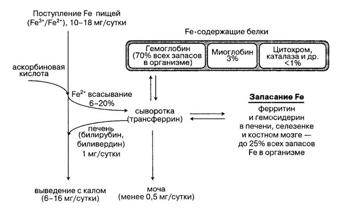 Схема обмена железа в организме