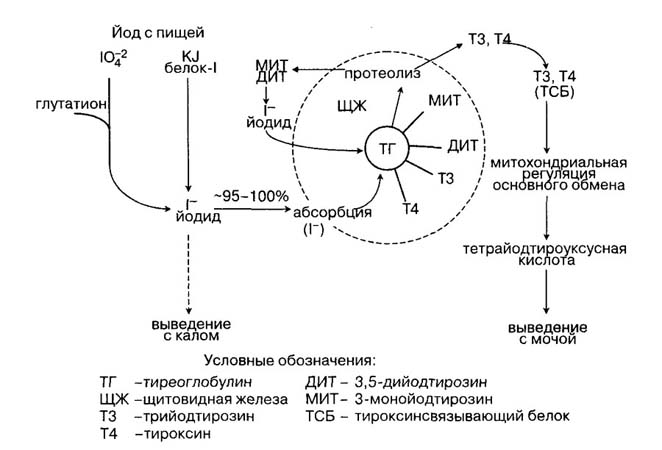 Схема обмена йода в организме
