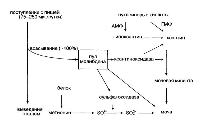 Схема обмена молибдена в организме