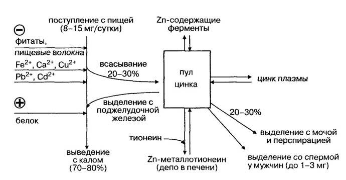 Схема обмена цинка в организме