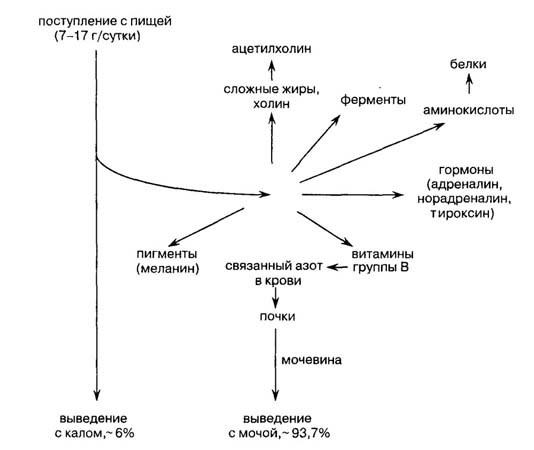 Обмен азота в организме