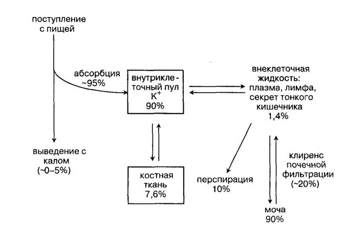 Схема обмена фосфора в организме