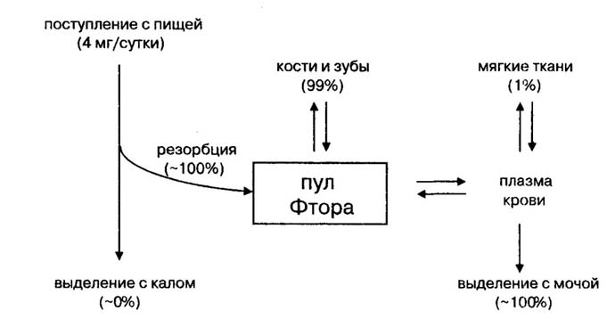 Схема обмена фтора в организме
