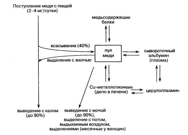 Схема обмена меди в организме
